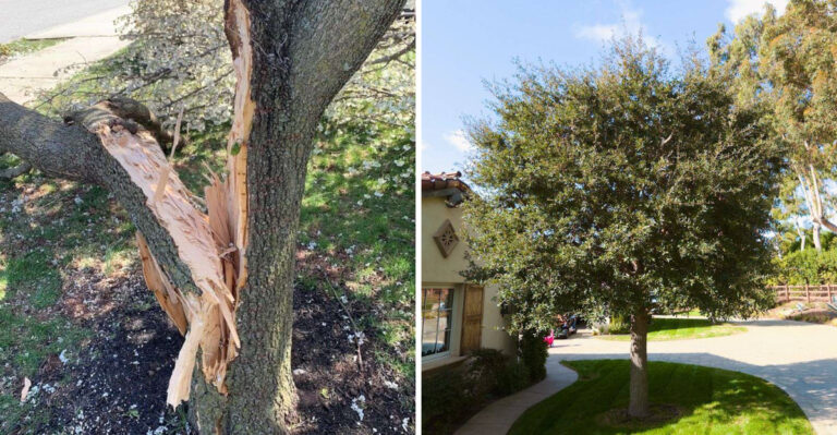broken bradford pear and live oak tree