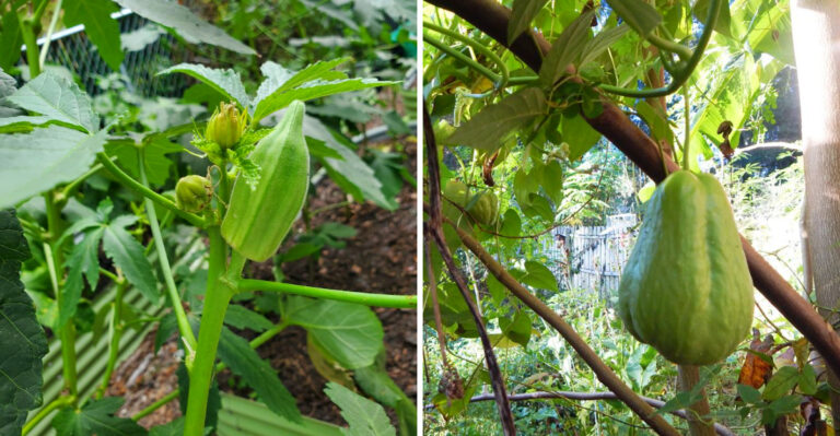 These Are The Florida Vegetables Worth Growing In June Before Summer Rainy Season Peaks