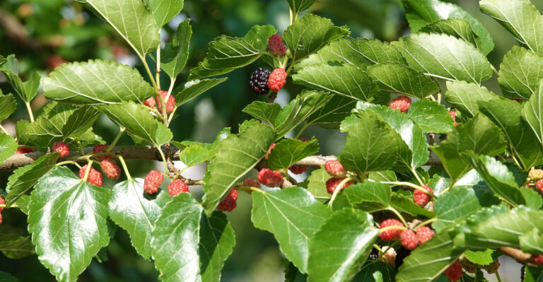 fruit tree branches