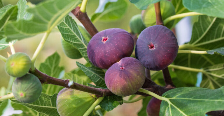 These Are The Fruit Trees That Produce The Most Fruit In California Heat