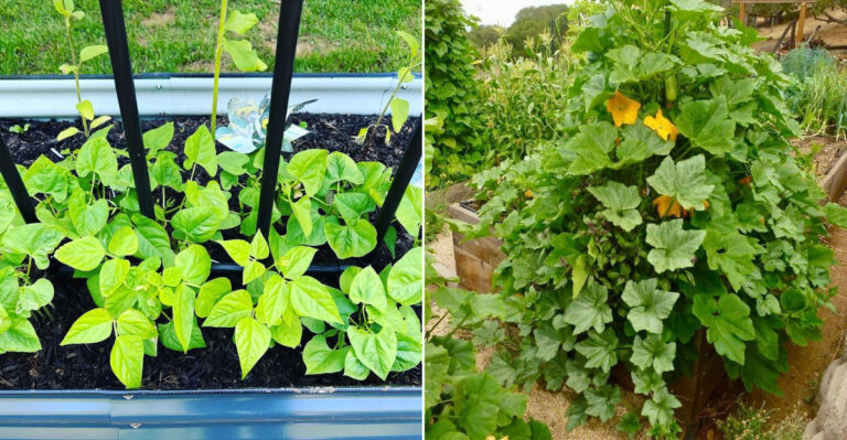 These Are The Garden Beds California Gardeners Set Up In May For A Full Summer Harvest