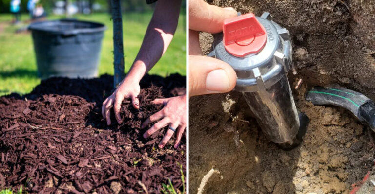 These Are The Georgia Fall Garden Tasks You Should Be Doing Right Now In June