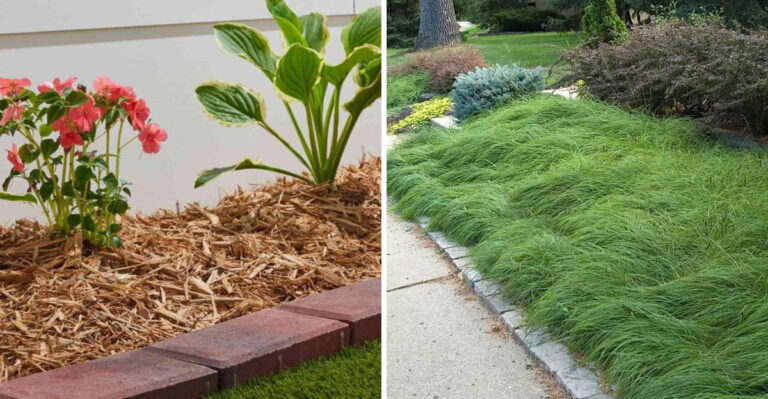 These Are The Georgia Lawn Replacement Ideas That Cut Water Bills And Look Better Than Grass