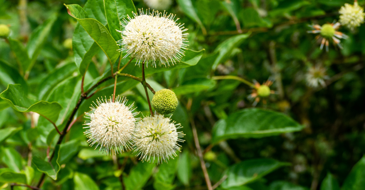 plant (featured image)