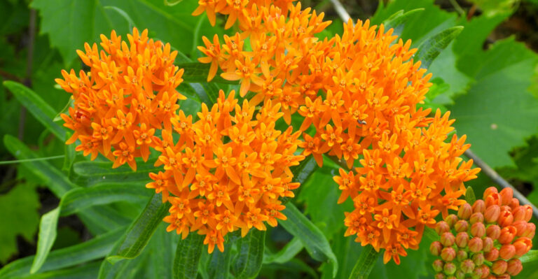 plants (featured image)