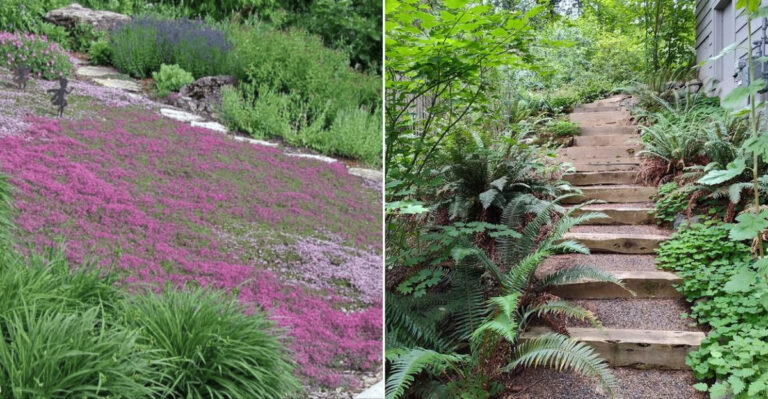 These Are The Ground Covers Oregon Gardeners Are Using Instead Of Grass On Slopes