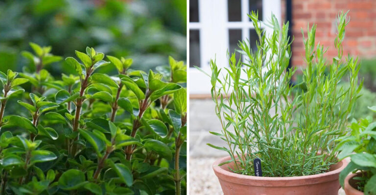 These Are The Herbs California Gardeners Harvest All Summer With Almost No Effort