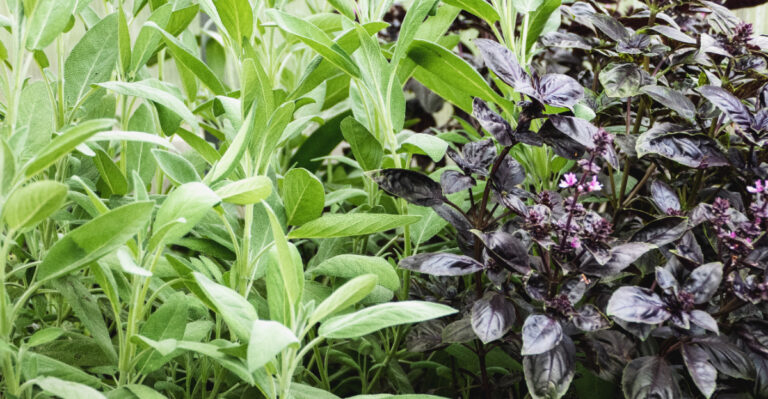 basil and sage