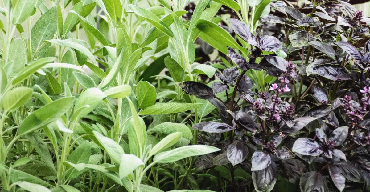 basil and sage