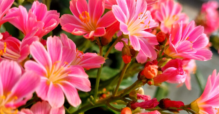 These Are The Low-Growing Oregon Plants That Spill Over Retaining Walls Beautifully