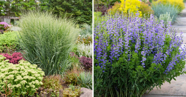 These Are The Low-Maintenance North Carolina Plants That Make A Garden Look Professionally Designed