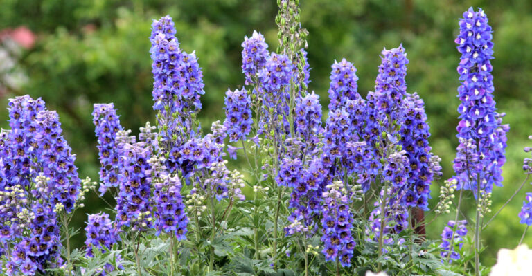 larkspur
