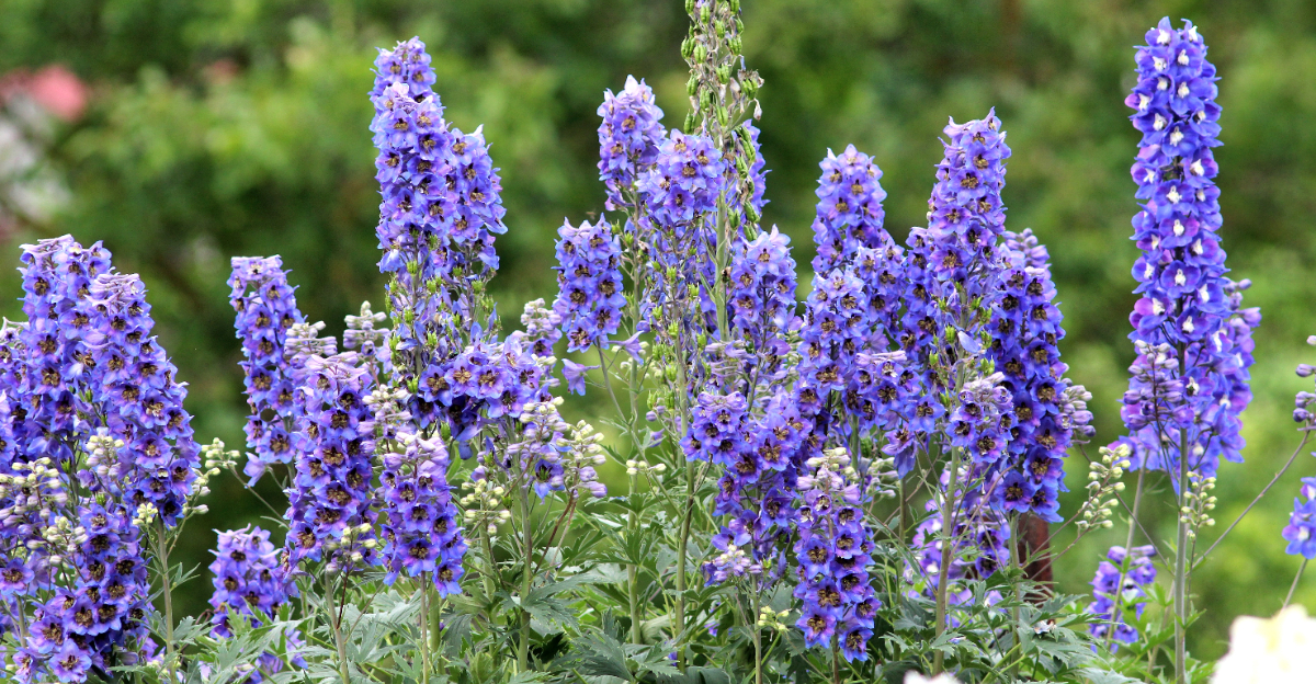 larkspur