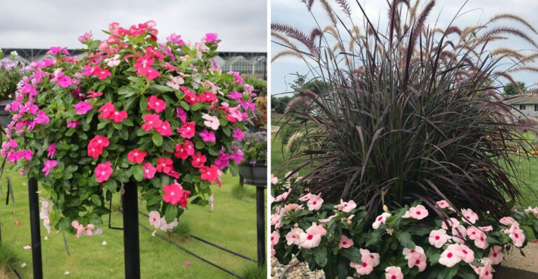 These Are The Michigan Container Plants That Survive Being Forgotten For Two Weeks