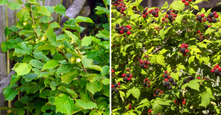 These Are The Michigan Edible Plants That Grow Themselves Along Fence Lines