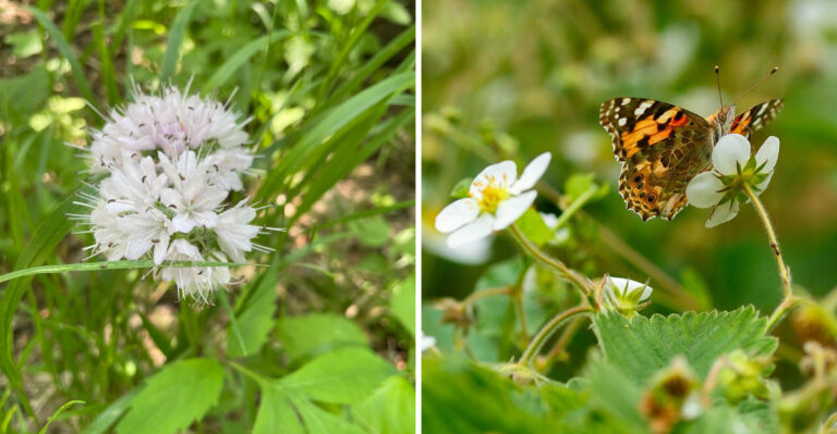 These Are The Michigan Native Plants Pollinators Need Most Right Now