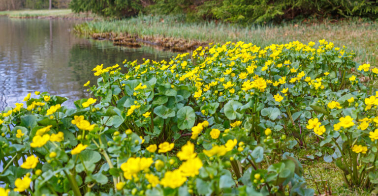 marsh marigold