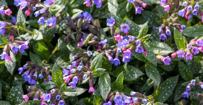 spring flowers