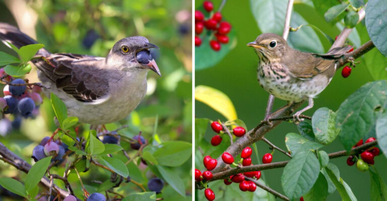 These Are The Michigan Shrubs That Produce Berries Birds Can’t Stop Coming Back For