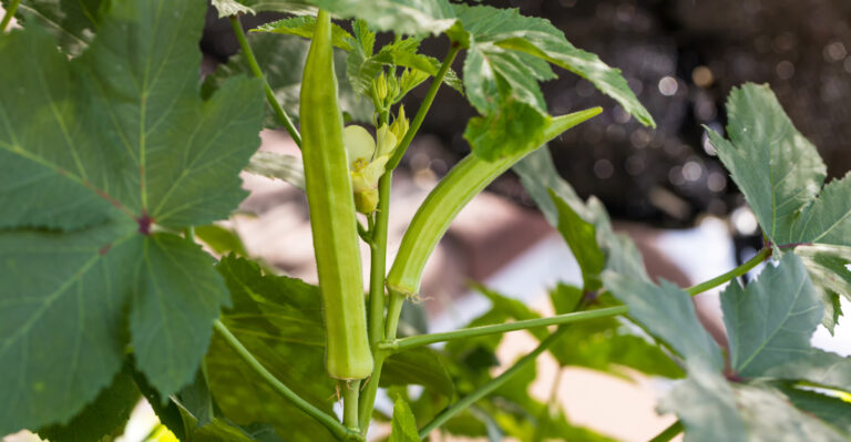 okra growing