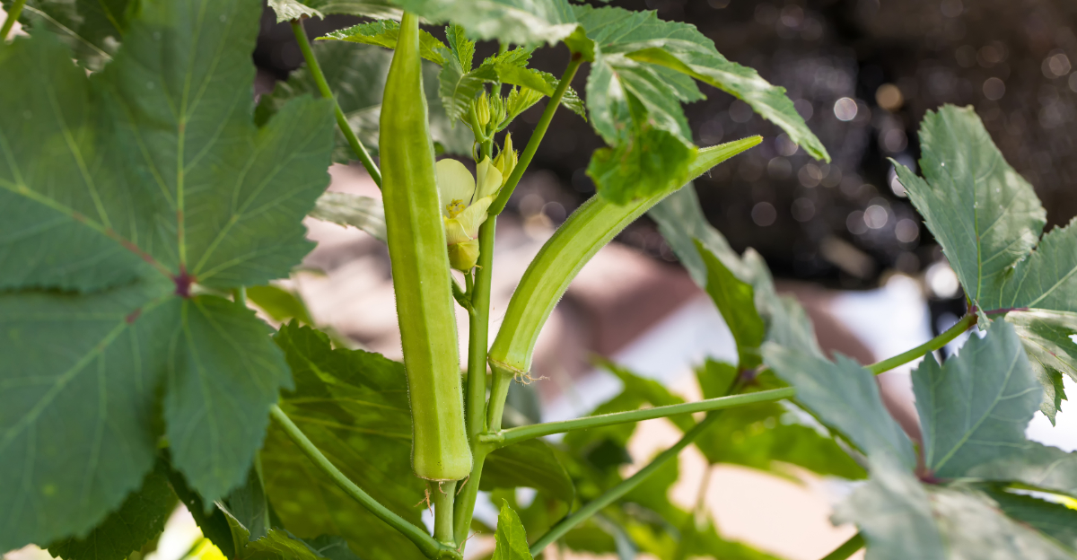 okra growing