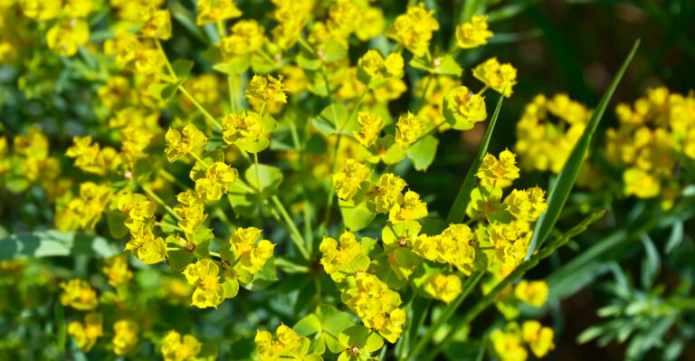 These Are The Most Aggressive Invasive Plants Spreading Through Oregon Right Now