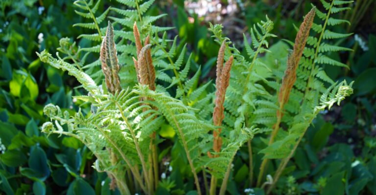 These Are The Native Michigan Plants To Grow Instead Of Hostas