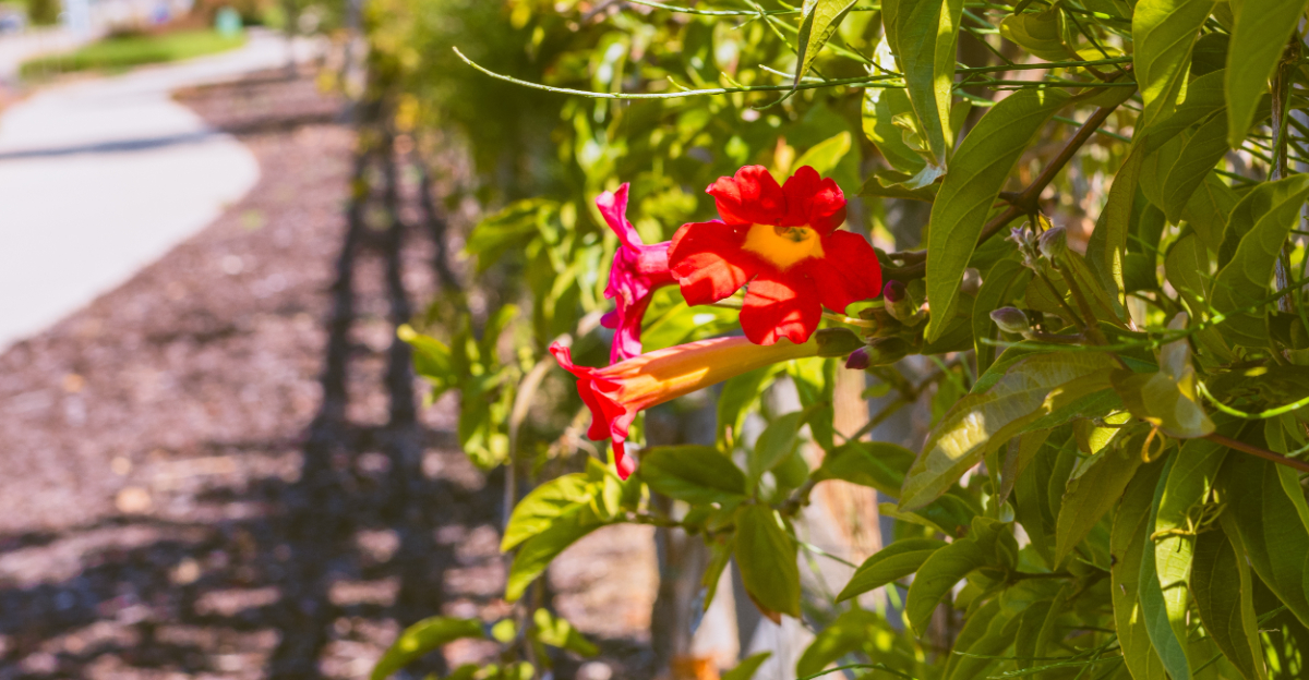 trumpet vine fence