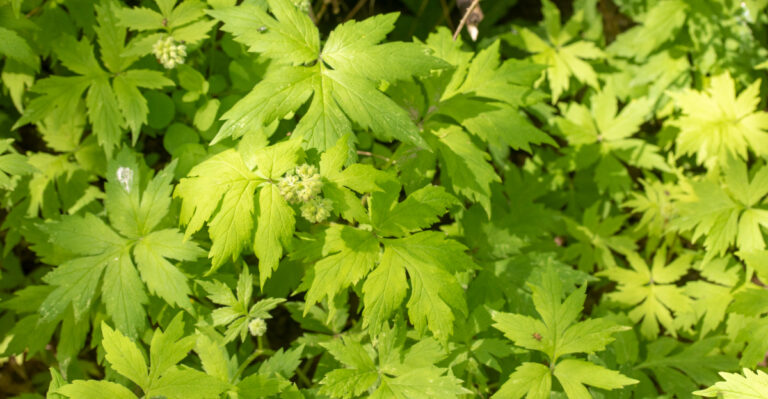 These Are The Native Oregon Plants To Grow Instead Of Hostas
