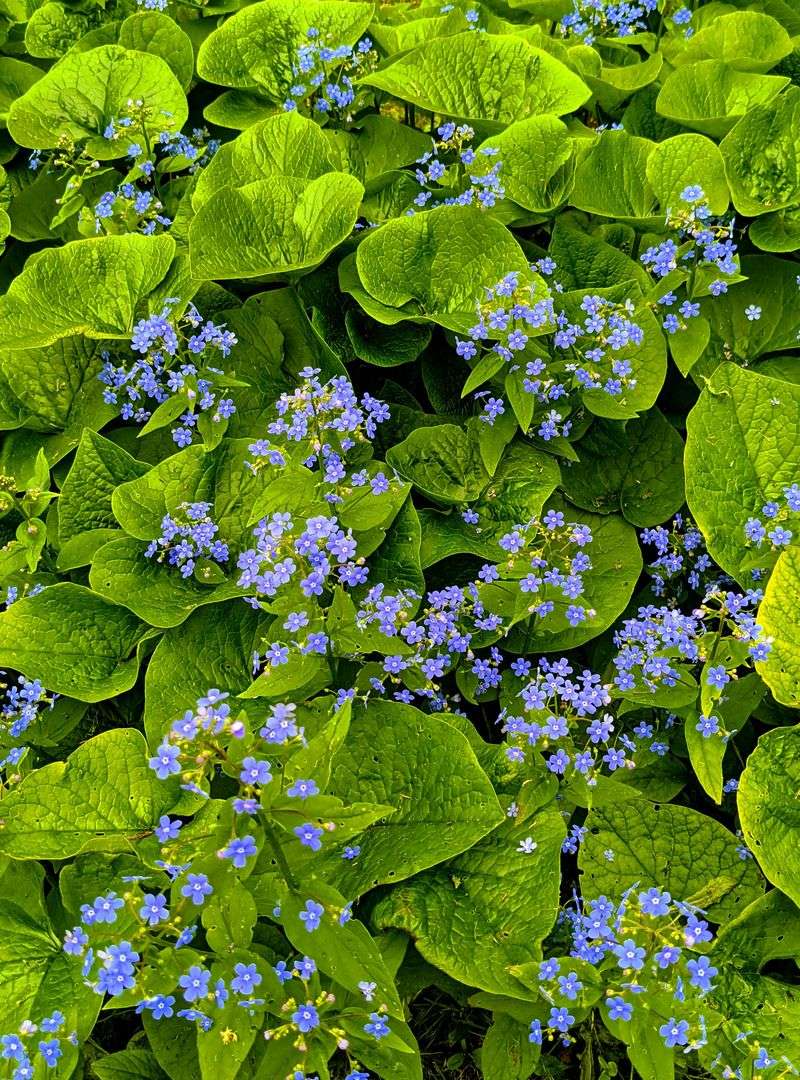 These Are The Native Plants Worth Letting Bloom In A NJ Yard