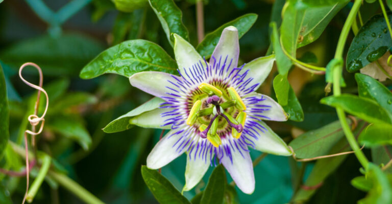 These Are The North Carolina Climbing Plants That Cover An Ugly Fence In One Season