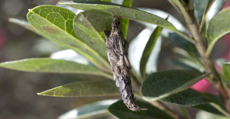 These Are The North Carolina Garden Pests That Show Up Every June And How To Stop Them