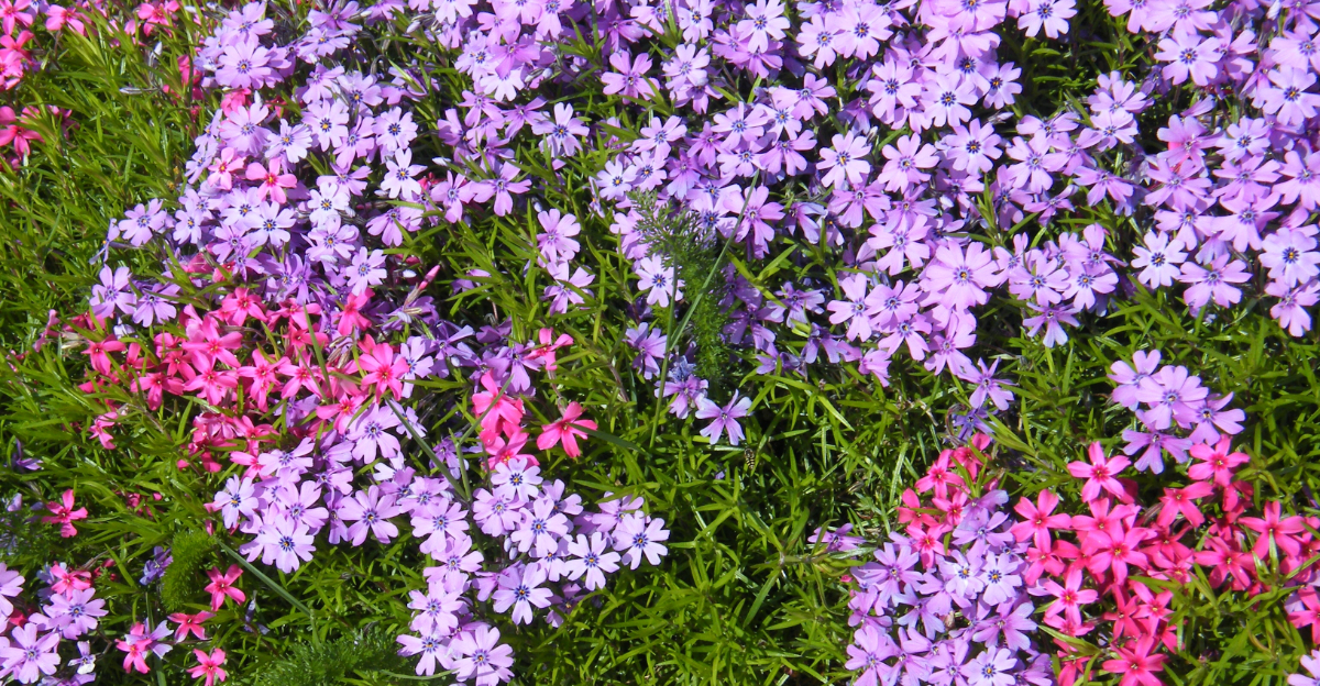 phlox groundcover
