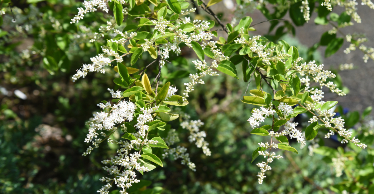 japanese honeysuckle