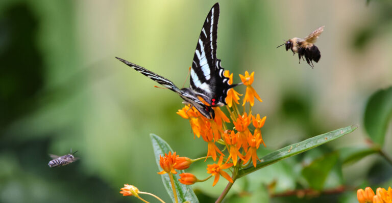 butterfly on butterfly weed