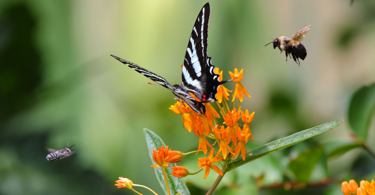 butterfly on butterfly weed