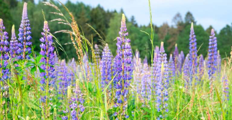 These Are The North Carolina Native Plants That Actually Improve Your Soil Every Year