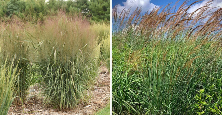 These Are The North Carolina Ornamental Grasses You Plant Once And Never Have To Replace