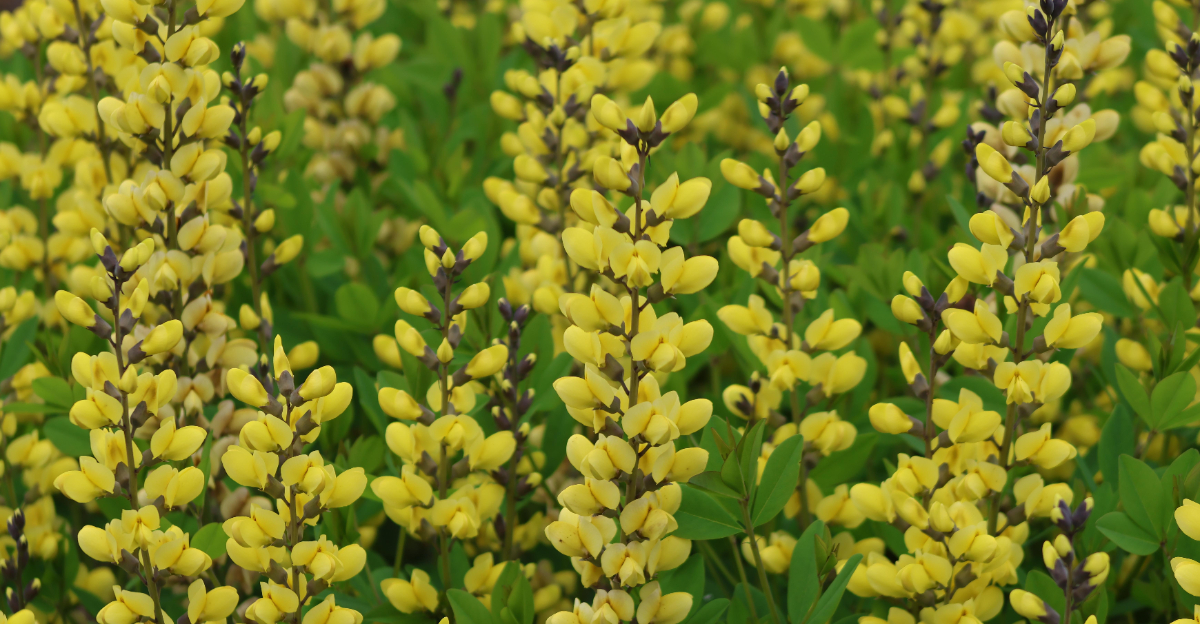 yellow wild indigo