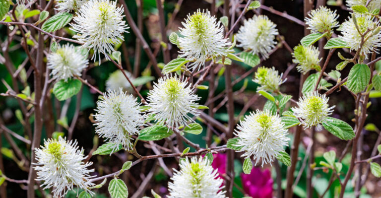 fothergilla