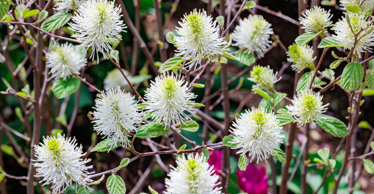 fothergilla