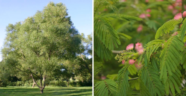 These Are The North Carolina Trees That Cause The Most Problems For Homeowners