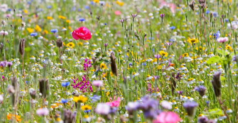 These Are The North Carolina Wildflowers You Should Be Scattering In Your Yard Right Now