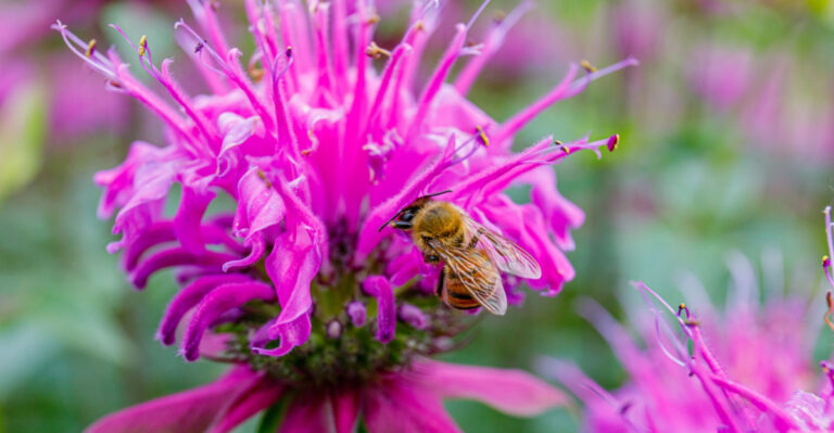 These Are The Ohio Garden Habits That Hurt Native Bees Without Homeowners Realizing It