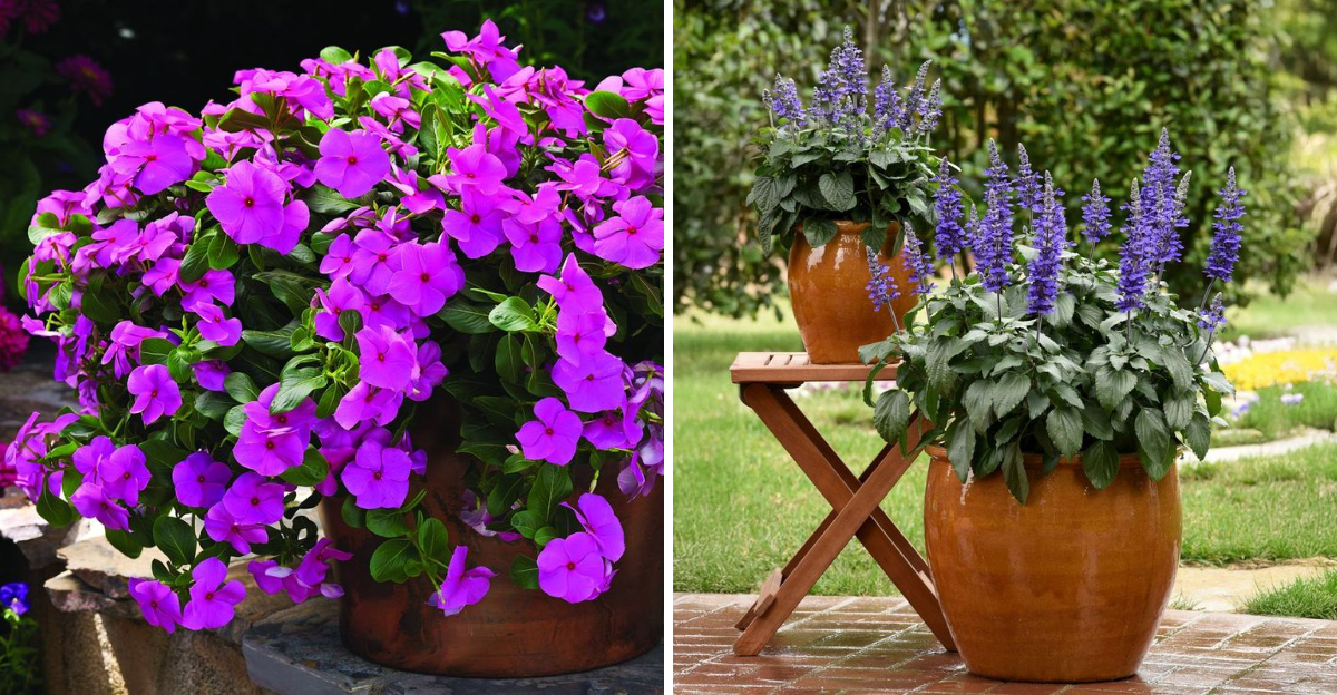 vinca and salvia