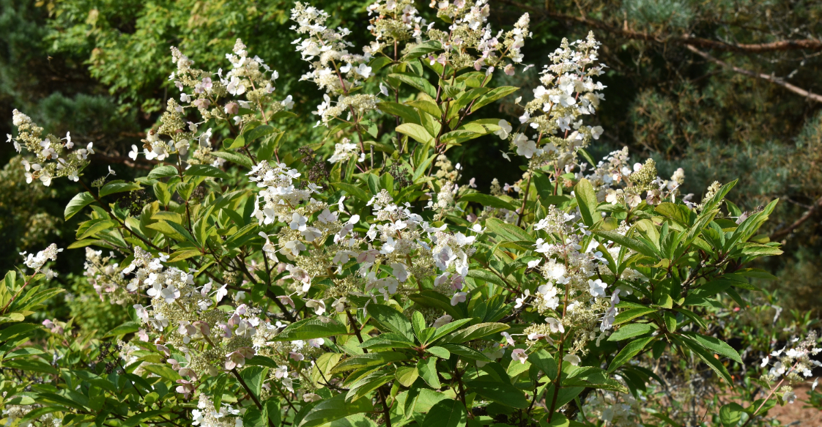 oakleaf hydrangea