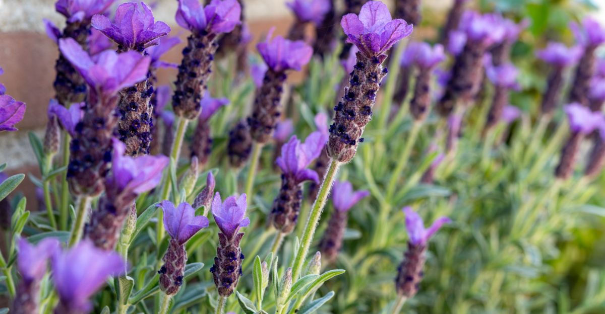 lavender