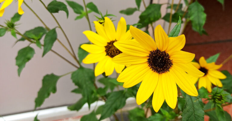 beach sunflower