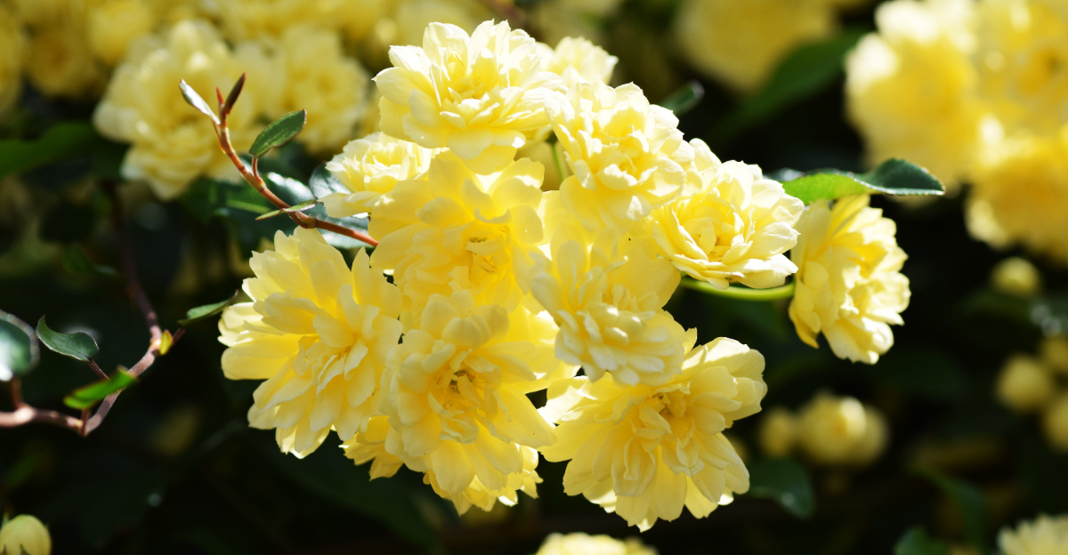 roses (featured image)