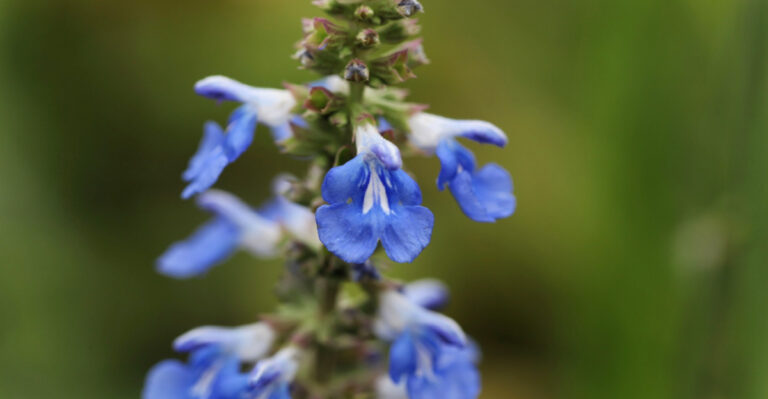 These Are The Only Salvia Varieties Worth Planting In Florida For Year-Round Color